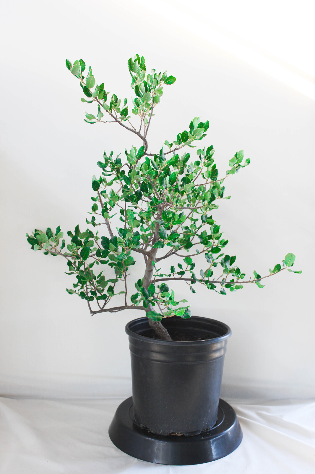 Cork Bark Oak Pre-Bonsai Tree - 2 Gallon gallery