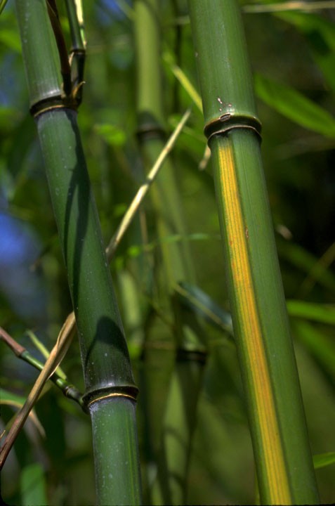 Yellow Groove Bamboo Cold Hardy Zone 5 Rhizomes 3 Ct. gallery
