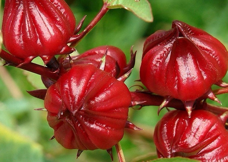 Roselle - Hibiscus Sabdariffa - 50 Seeds 2026 - USA gallery