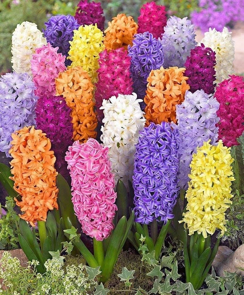 Imported mixed colours Hyacinth Flower Bulbs for Gardening ( PACK OF 1 BULB ) gallery