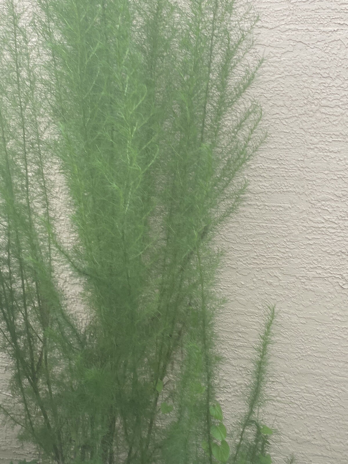 Dill Weed Dry Dill Herb High Premium Quality 100%Organic Pure Real 2 Oz, 56 Gms gallery