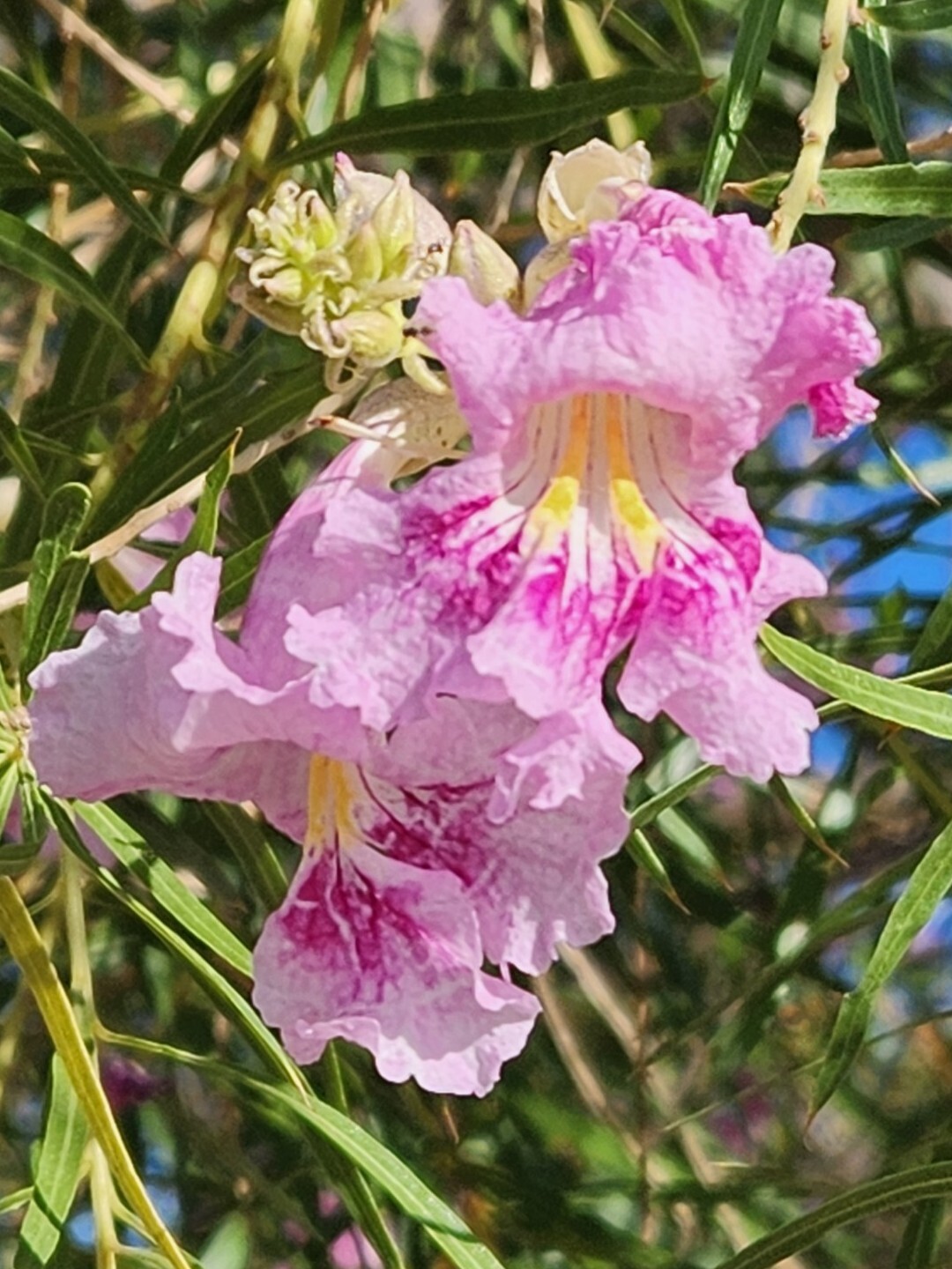 40+ Desert Willow, Chilopsis linearis, Tree Seeds, Pink Flowers, Fragrant (26B) gallery