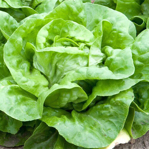 White Boston Lettuce Seeds | Heirloom / Non-GMO | Free Shipping | 1105 gallery