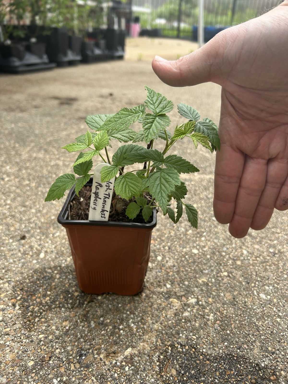 English Thornless Raspberry -Floricane -1 TC Plant/Plug - 4-8 in -Edible Fruit! gallery