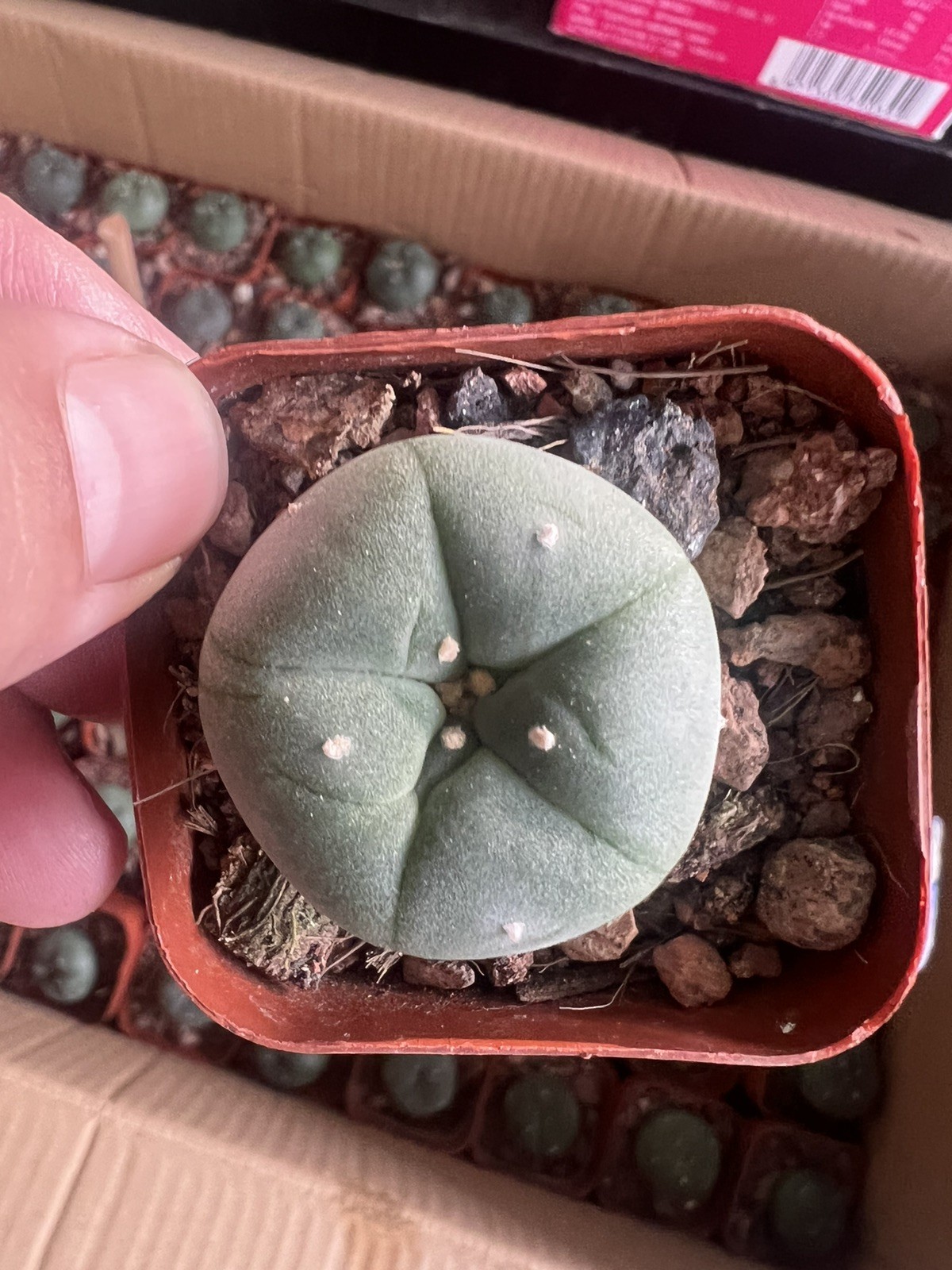 5pc 3-4cm/ LW / Copiapoa Cinerea/Ariocarpus/Home Garden gallery