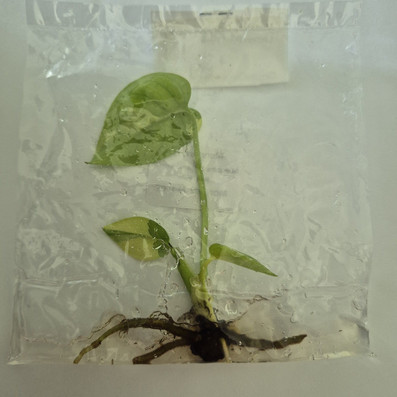 Monstera Deliciosa Lemon Pom Pom tissue culture 2DayAir gallery
