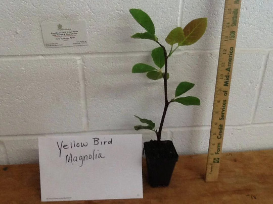 Yellow Bird Magnolia 2.5" pot gallery