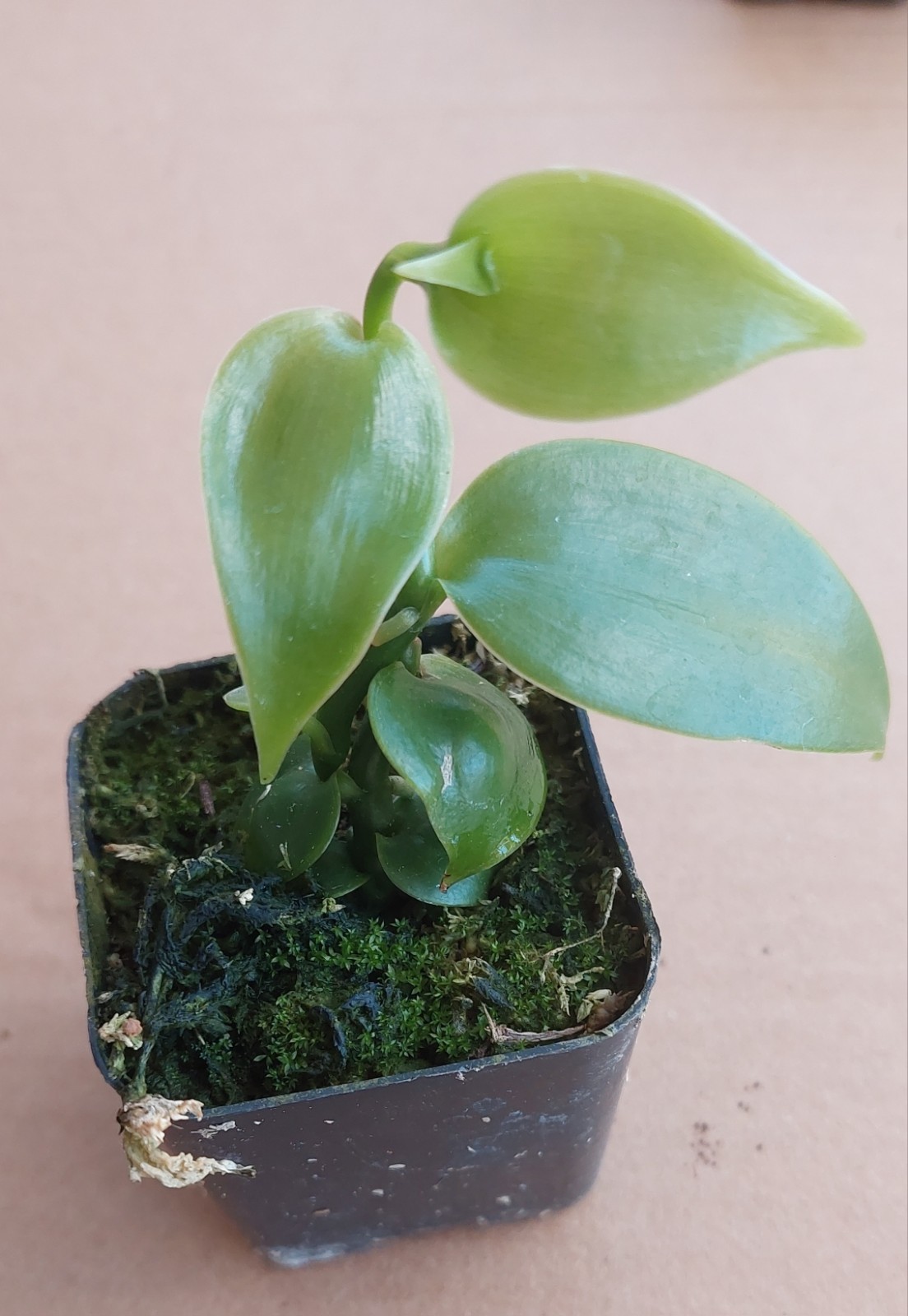 Vanilla Bean Orchid - Vanilla planifolia ROOTED Live Plant in a Pot gallery