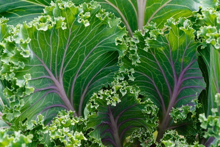 500 RED RUSSIAN KALE SEEDS ~ 2026 ~ heirloomseedguy ~ USA gallery