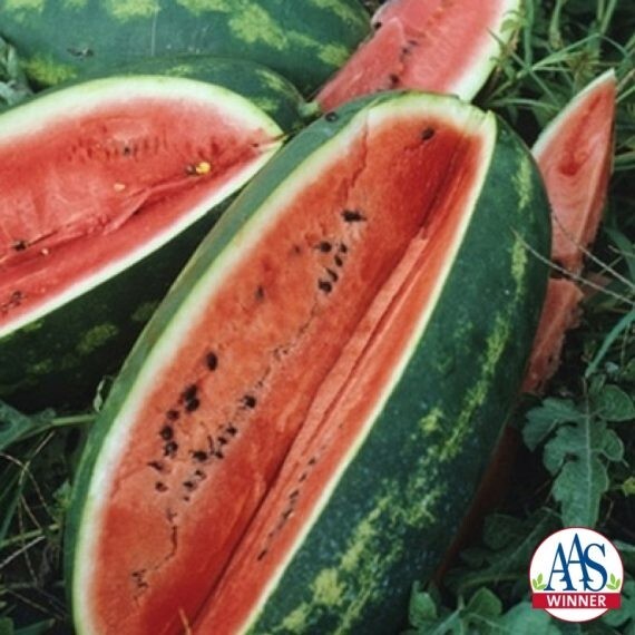 10 Seeds CONGO Watermelon Large Variety Planting NON-GMO Heirloom Garden gallery