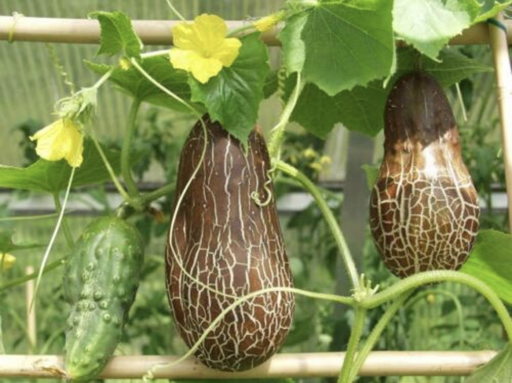 Cucumis sativus sikkimensis SIKKIM RUSTY CUCUMBER, VERY RARE - 10 Seeds gallery