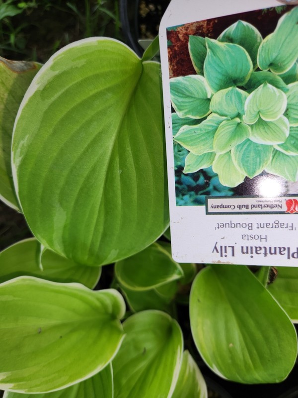 HOSTAS - Several Varieties, Healthy Live Plants, Bare Root, Large & Extra Large gallery