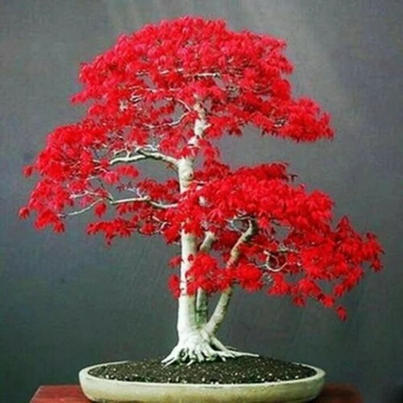 20 Seeds Japanese Red Maple Tree Bonsai Rare plant for home garden gallery