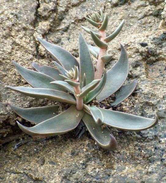 Dudleya lanceolata | Lanceleaf Liveforever | 20 Seeds gallery