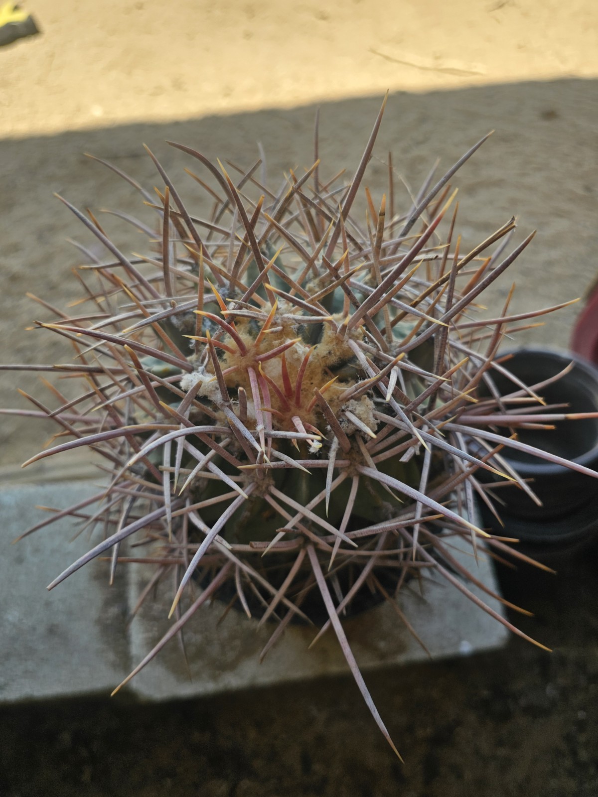 E. Polycephalus, 9" Tall, 6" Wide gallery