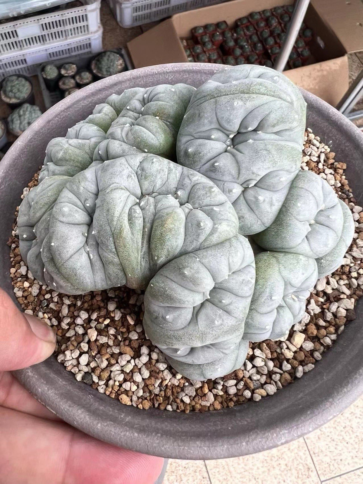 Grass Ball Cereus Cristata succulent cactus ideal for adorning your home gallery