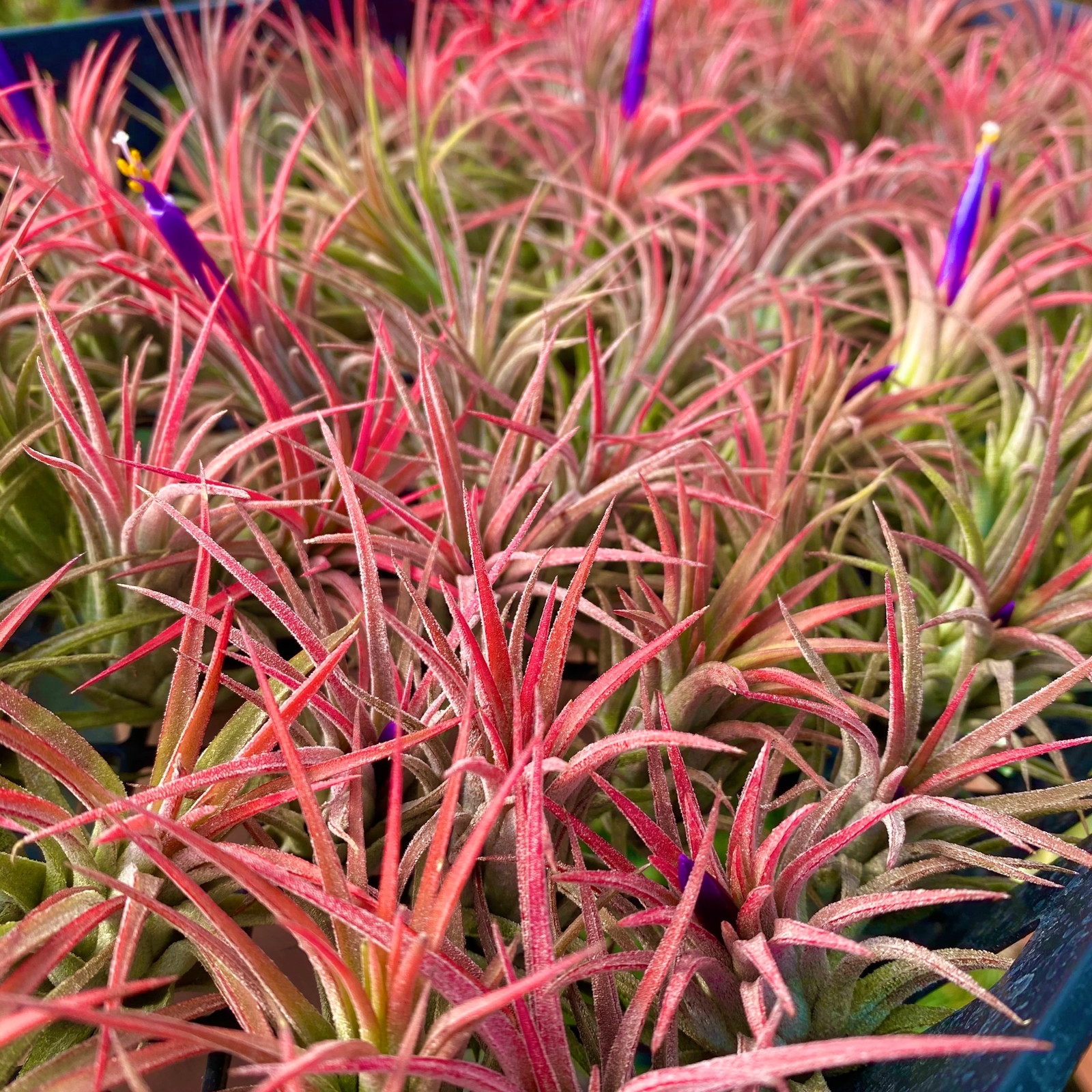 Ionantha Red Air Plant (Beautiful Deep Red Color Tillandsia) gallery