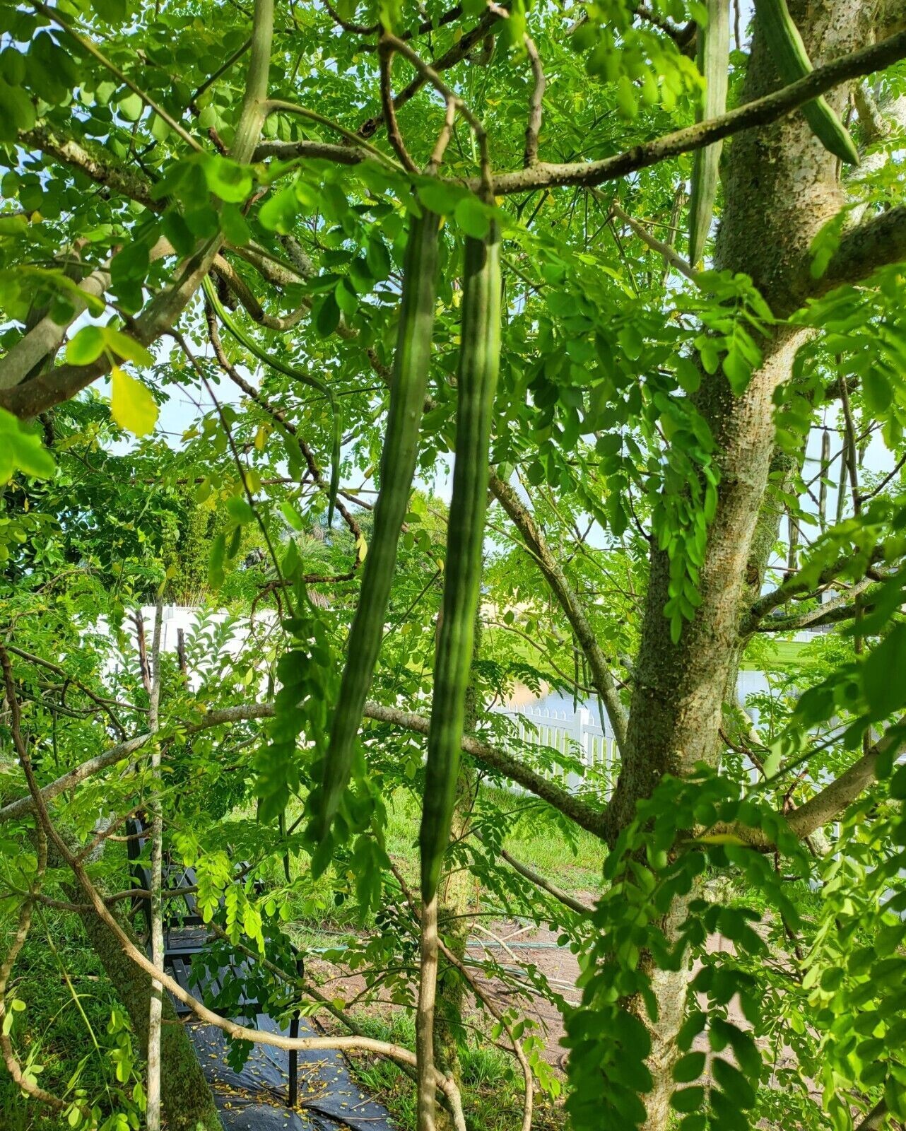 5 Moringa cuttings organic -from Florida gallery