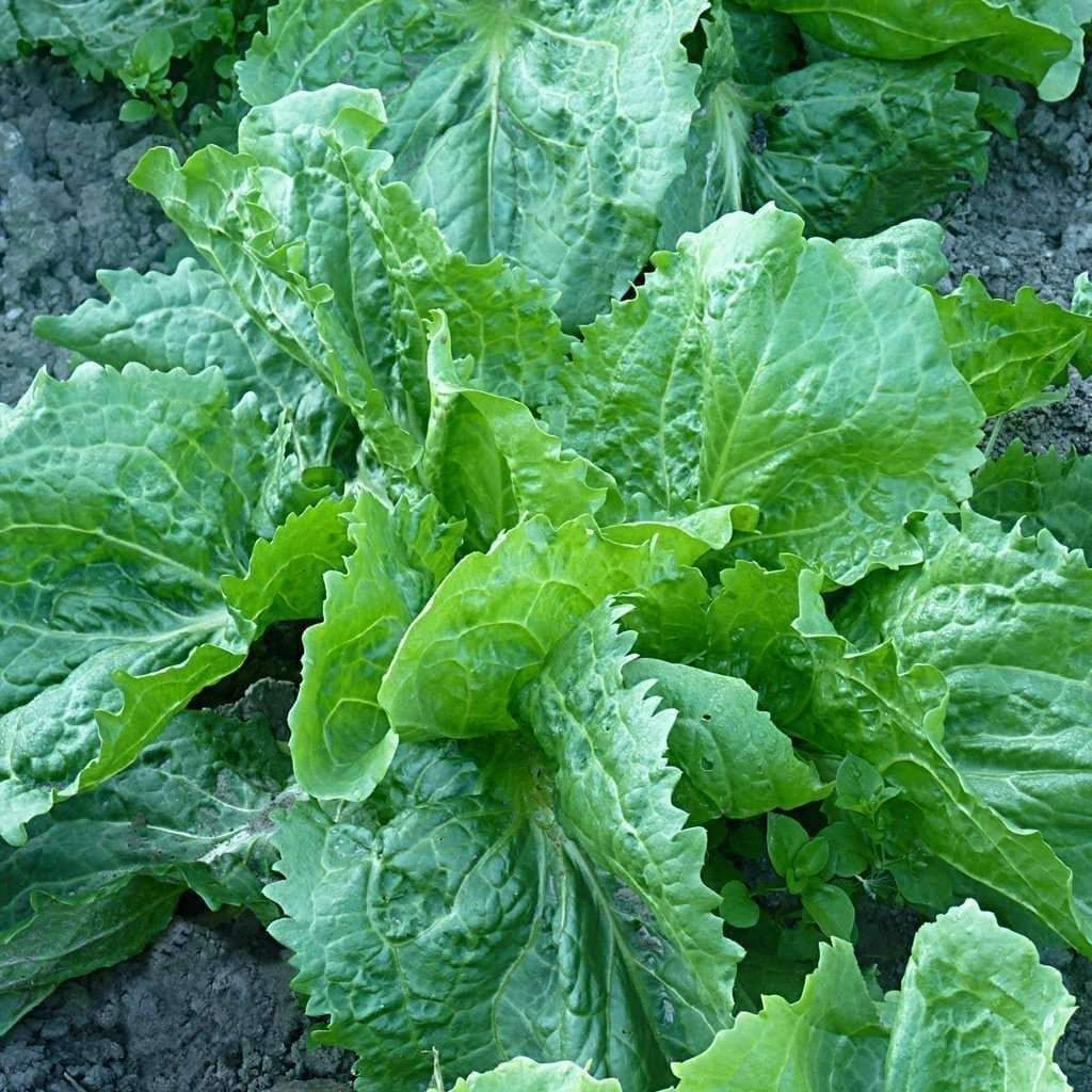 Endive Seeds, Escarole, Batavian Broadleaf, NON-GMO, Variety Sizes, FREE SHIP gallery