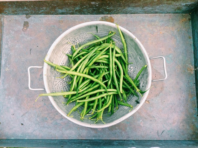 50 SLENDERETTE GREEN BEAN French Stringless Phaseolus Vulgaris Vegetable Seeds gallery