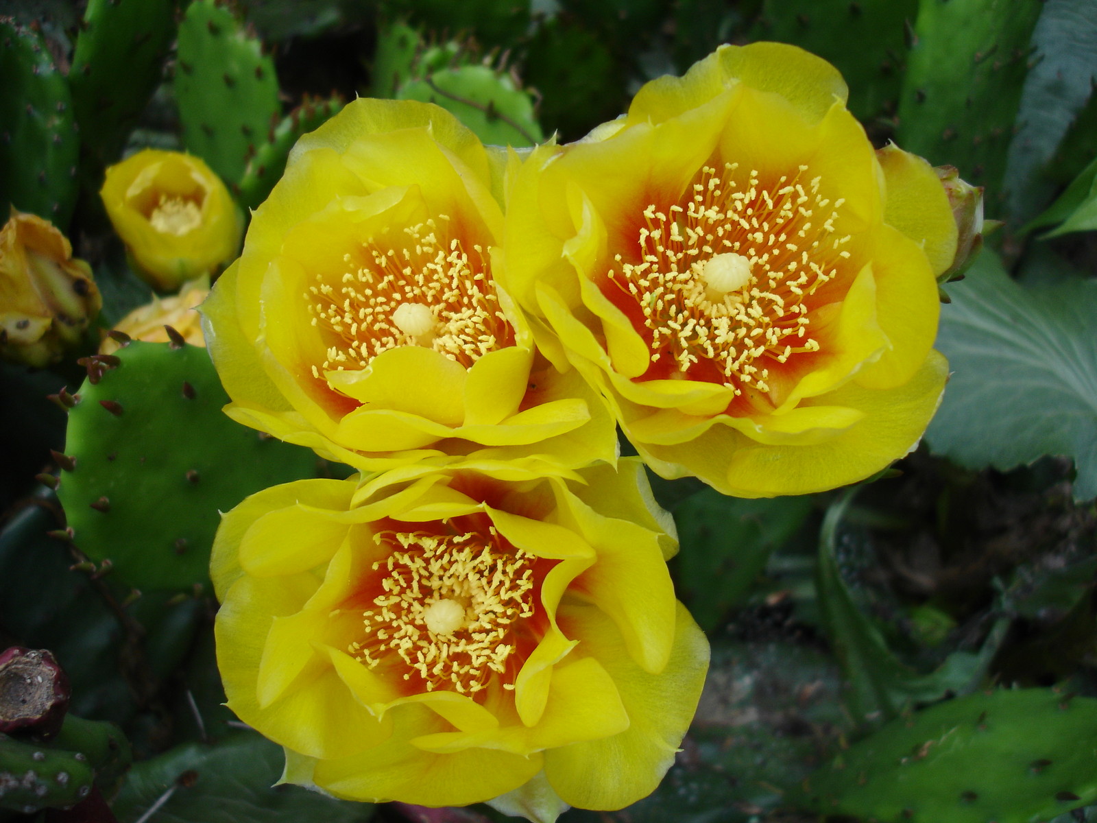 Eastern Prickly Pear Cactus WINTER / COLD HARDY IN BUFFALO NY Succulent Plant gallery
