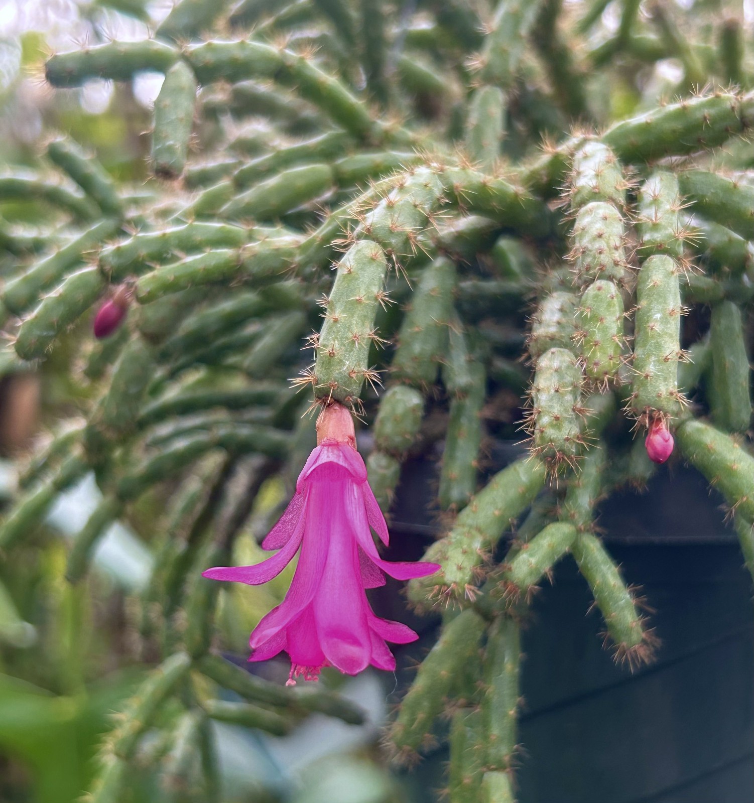 Schlumbergera microsphaerica - seedgrown clone of Brazilian lithophytic cactus gallery