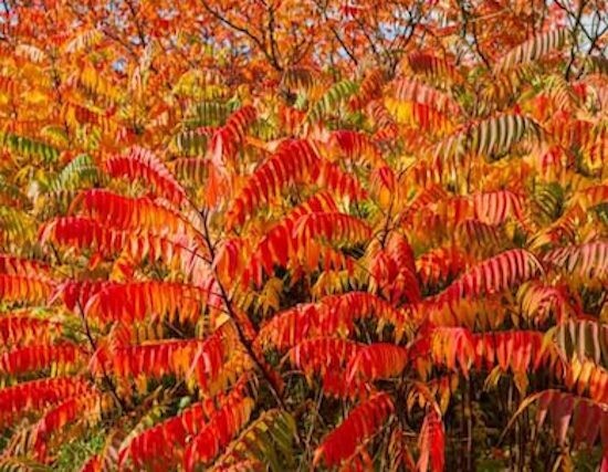 Staghorn Sumac Seeds Rhus Typhina Native Red Lemonade Red Fall Colors Landscape gallery