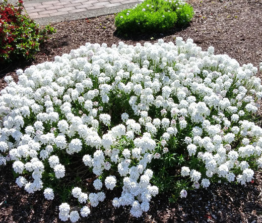 CANDYTUFT PERENNIAL EVERGREEN WHITE Iberis Sempervirens - 500 Bulk Seeds gallery