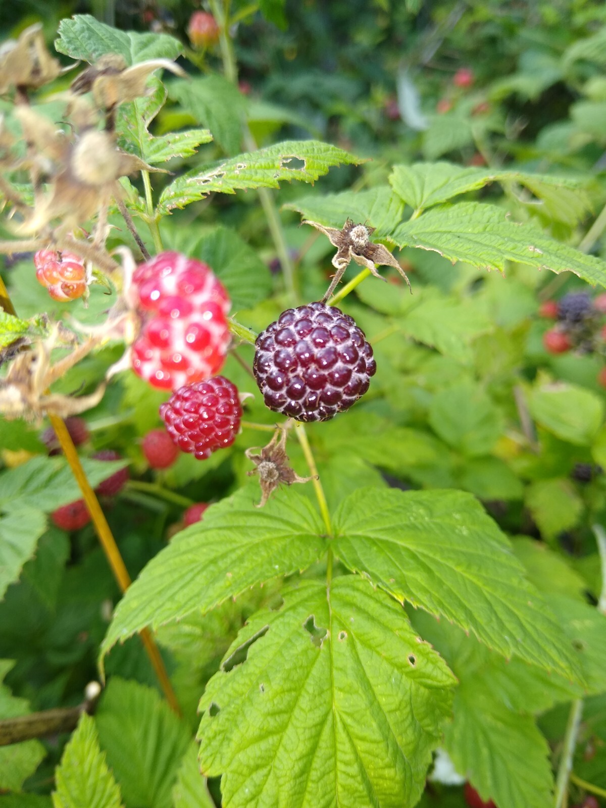 ORGANIC BLACK RASPBERRY 250+ Seeds, Fresh, Made in USA gallery