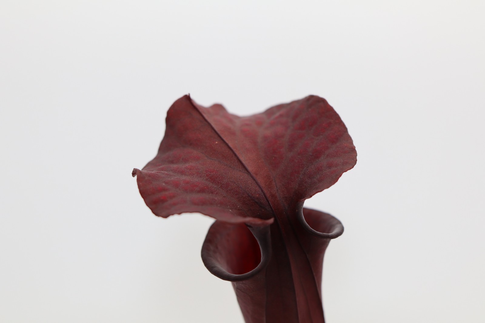 Sarracenia - "Cornerstone" - Super duper dark!! gallery