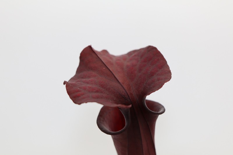 Sarracenia - "Cornerstone" - Super duper dark!! gallery
