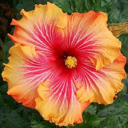 20 Red Yellow Orange Hibiscus Seeds Flowers Flower Seed Perennial Bloom 481 gallery