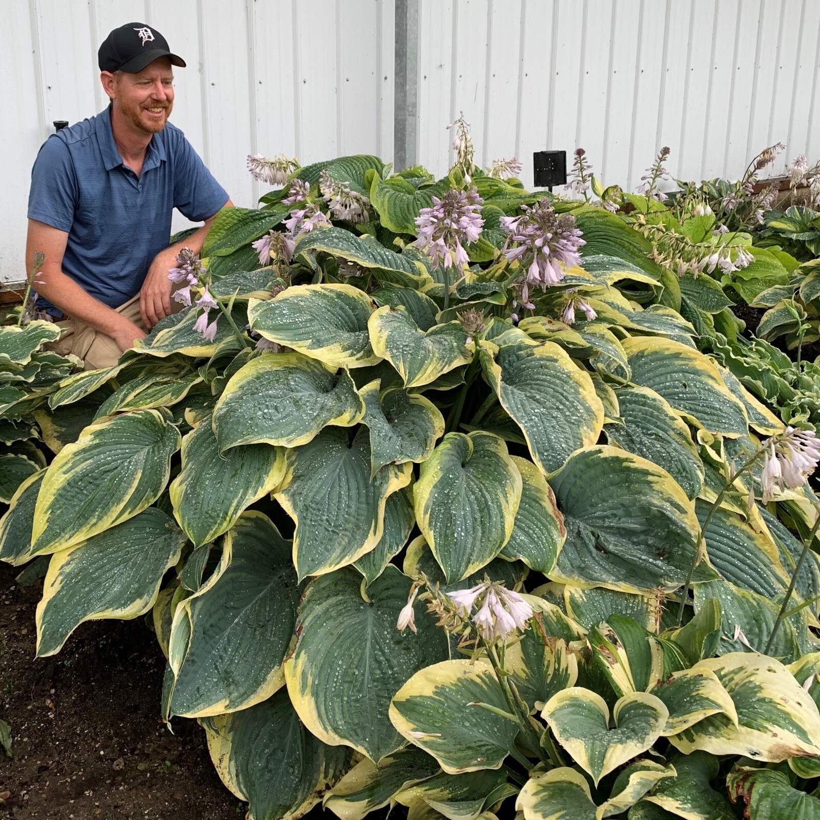 Hosta Shadowlands Gigantosaurus Proven Winners Rooted 5.25" Pot Perennial Shade gallery
