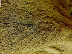 Mullein Leaf Herb Bulk Powder 1 2 3 4 5 lb Pounds ounce oz Certified Organic