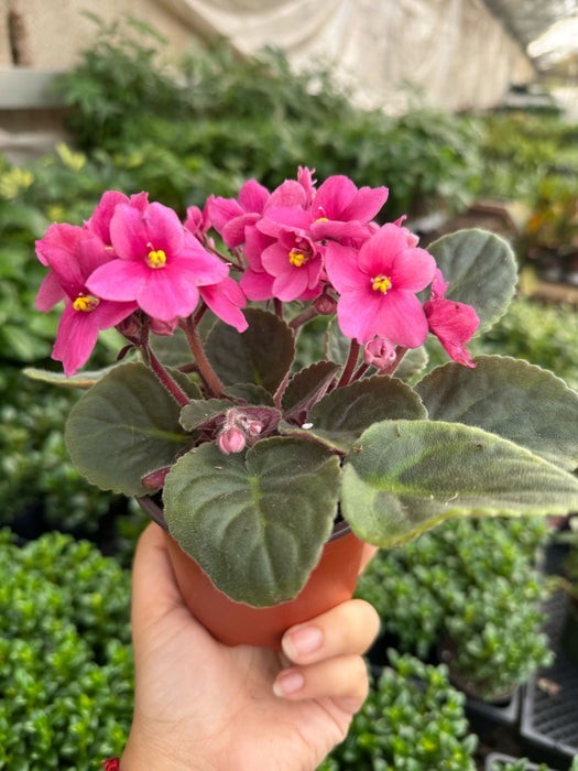 African Violet 4" Pot gallery