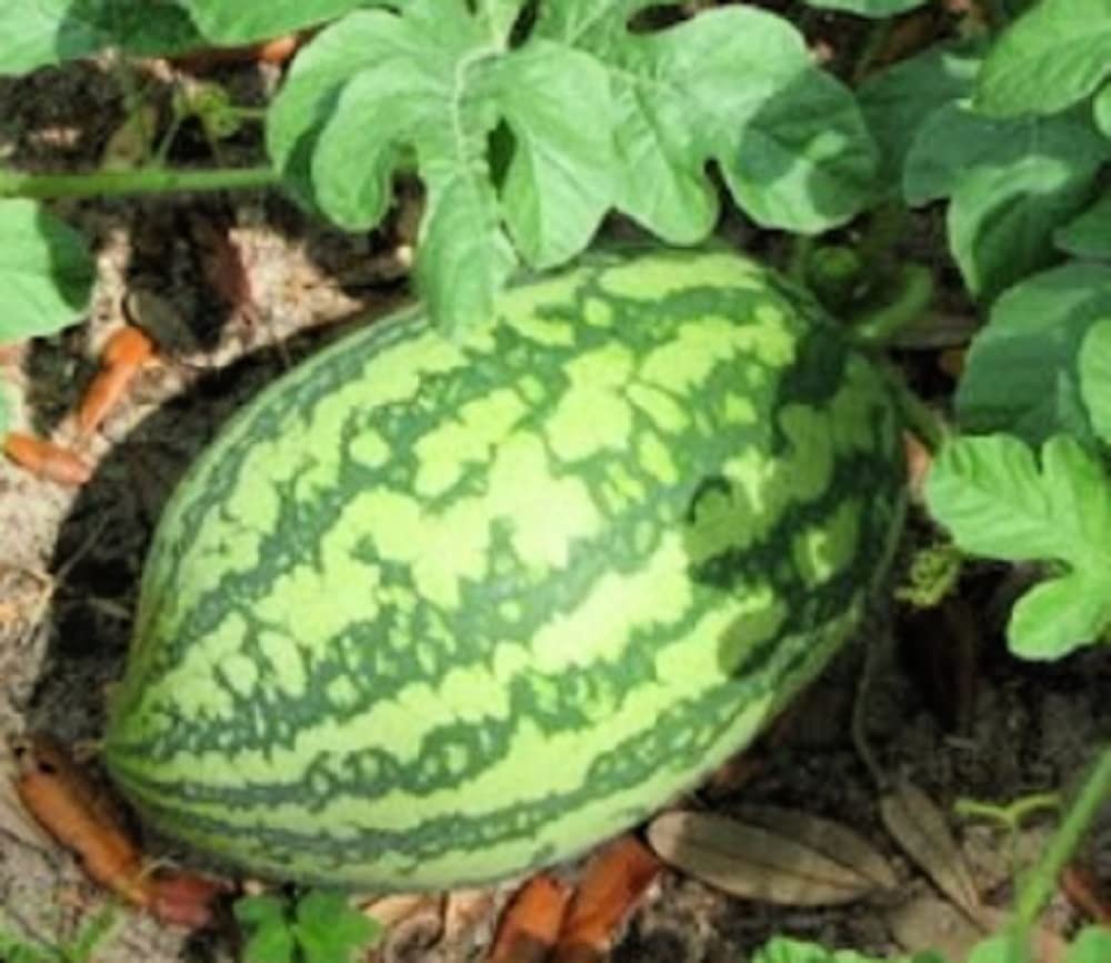 Florida Giant Watermelon Seeds - Non-GMO Heirloom, Up to 25 lbs, 90 Days gallery