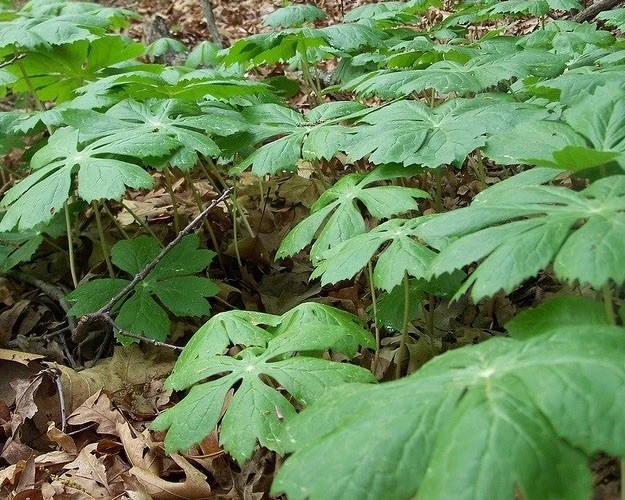 15 Mayapple Rhizome Live Bare Roots For Transplanting (Podophyllum Peltatum) gallery