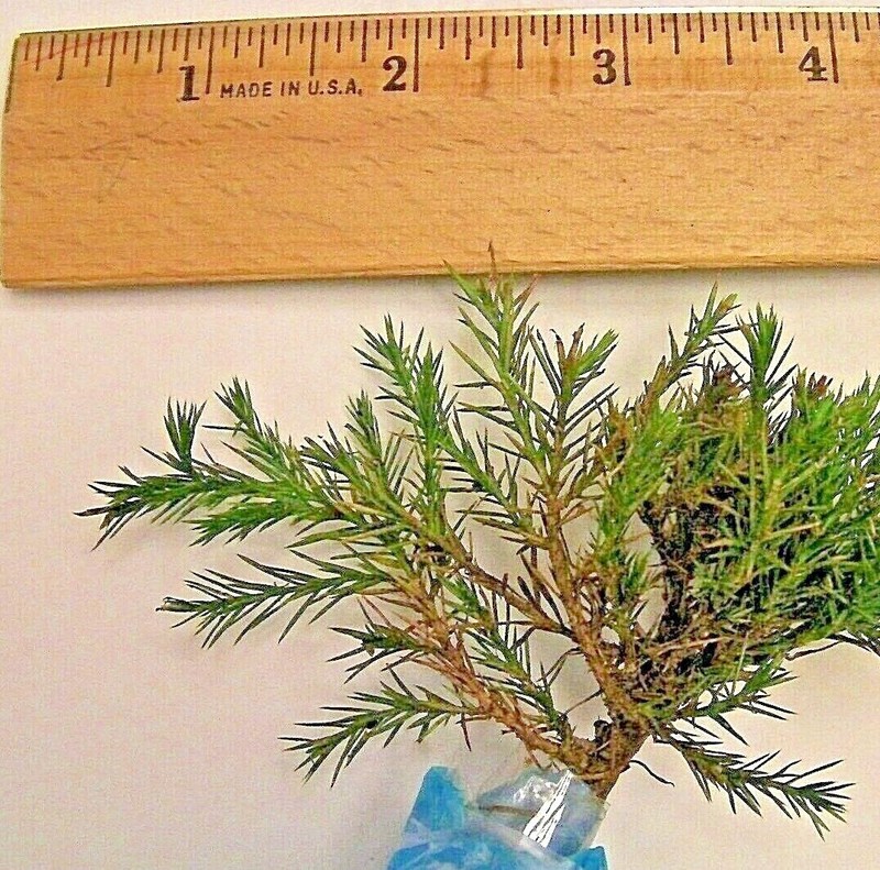 Eastern Red Cedar, Redcedar hardy tree pre-bonsai, pre bonsai gallery