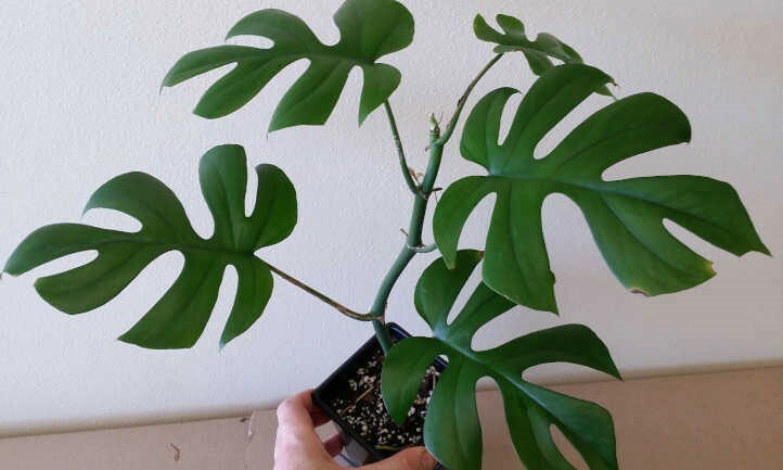 Rhaphidophora tetrasperma | Mini Monstera | Ginny Philodendron | 20_Seeds gallery