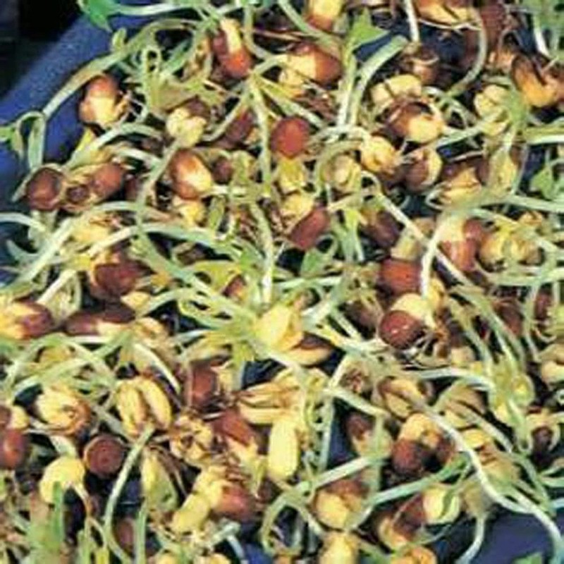 Peyton's protein mix seeds for sprouting microgreens "Cool Beans N Sprouts". gallery