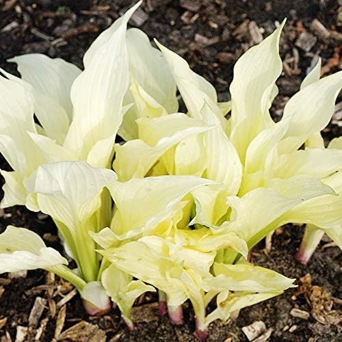 Beautiful White Feather Hosta Flower Bulb - Attracts Butterflies & Hummingbirds gallery
