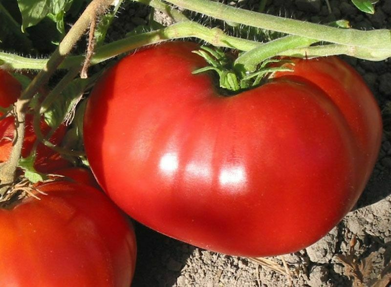 Delicious Tomato Seeds, NON-GMO, World Record Beefsteak, Heirloom, FREE SHIPPING gallery