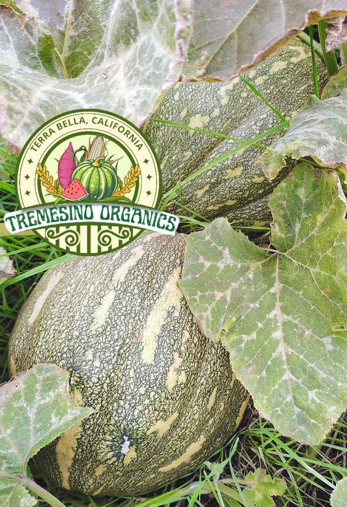 Organic Mexican Pattern Hardshell Squash,15 Seeds- Calabaza Mexicana,15 Semillas