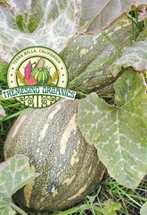 Organic Mexican Pattern Hardshell Squash,15 Seeds- Calabaza Mexicana,15 Semillas