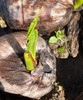 Dwarf Organic Coconut seeds sprouted 2 gallery