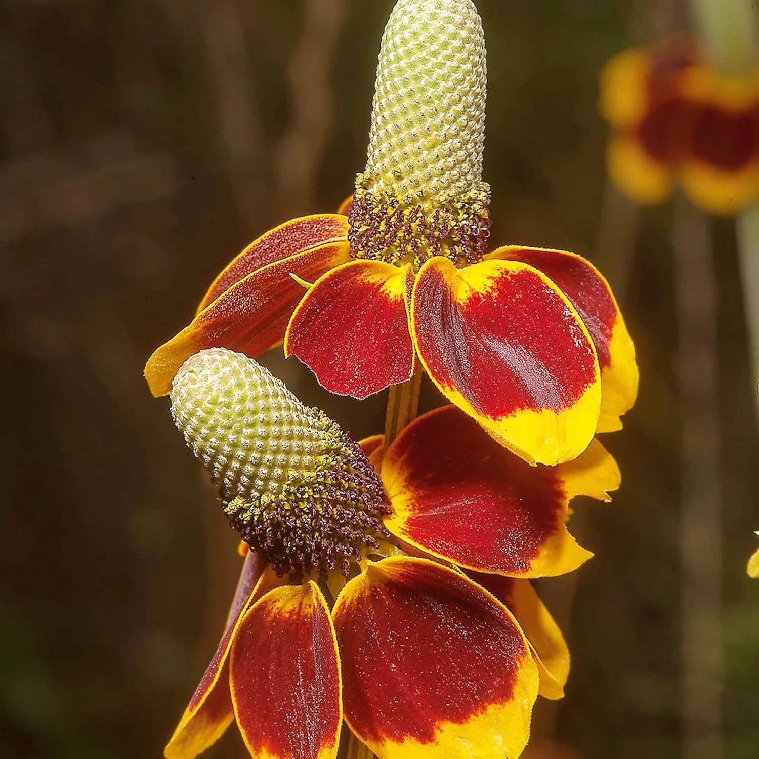 500+ MEXICAN HAT SEEDS -- DROUGHT TOLERANT -- PERENNIAL gallery