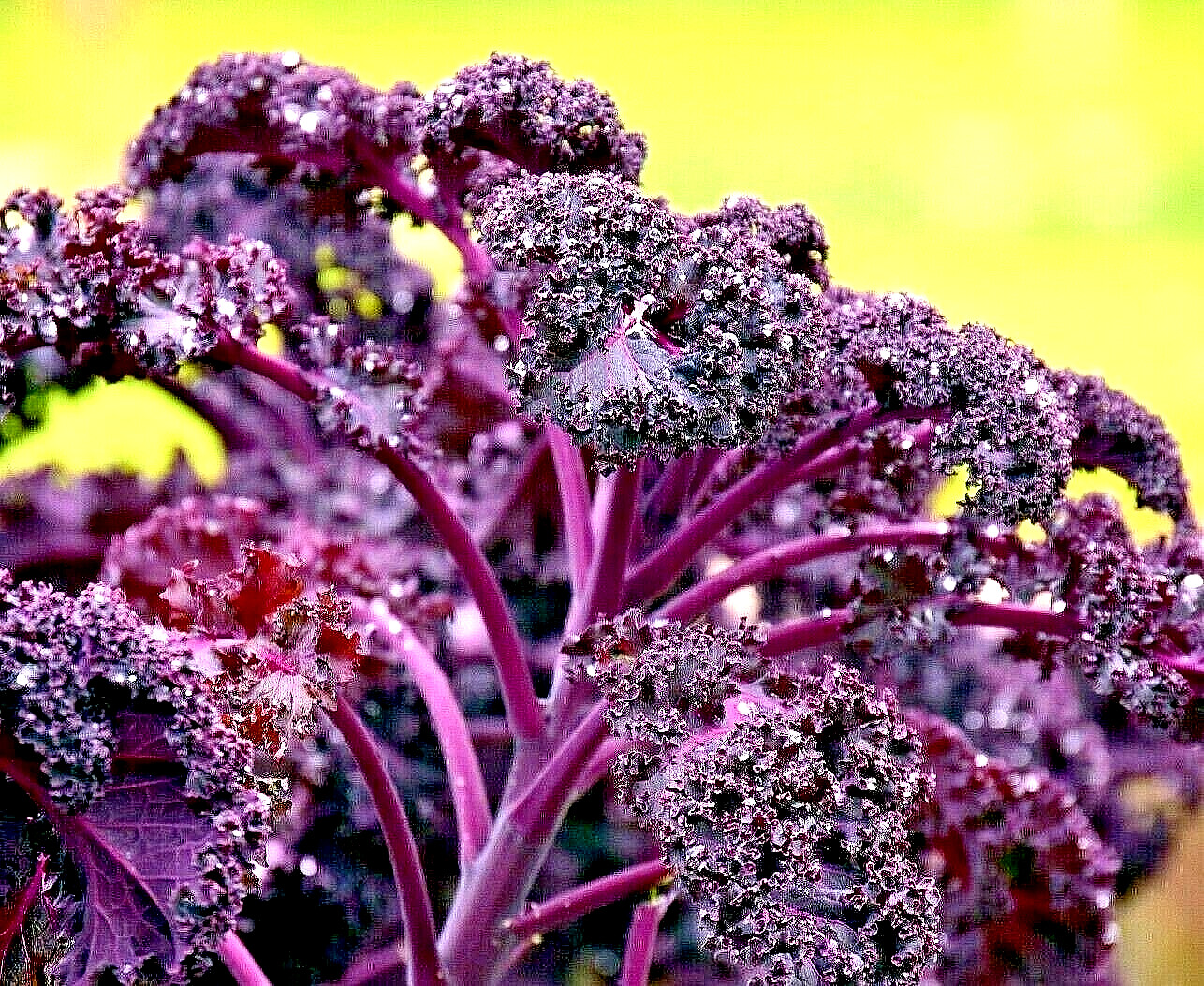 300+ KALE ORNAMENTAL BORECOLE RED SEEDS AUTUMN GARDEN BEAUTIFUL DEER RESISTANT gallery