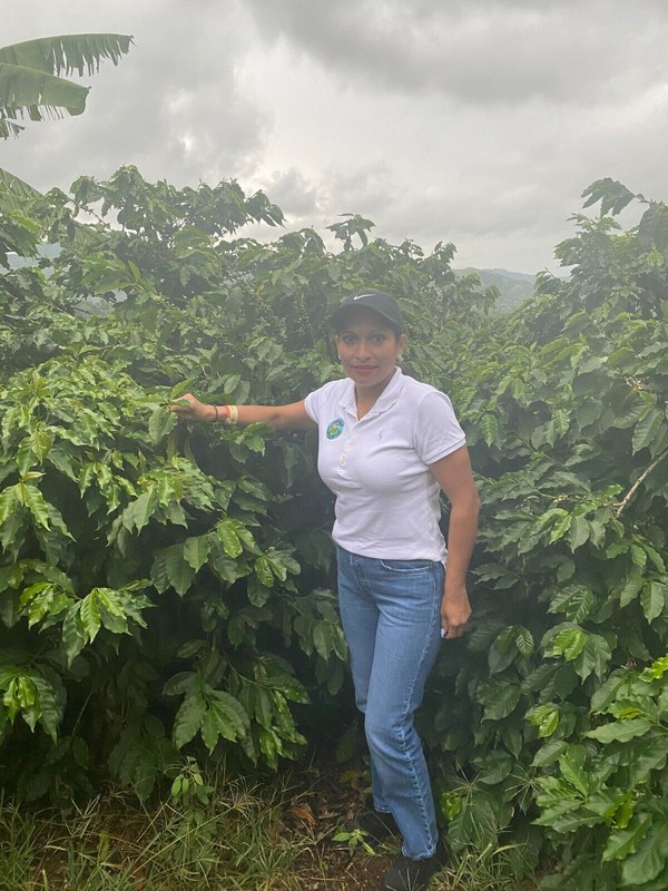 PAPUA NEW GUINEA COFFEE BEANS, PEABERRY MEDIUM ROASTED 2 OR 5 POUNDS gallery
