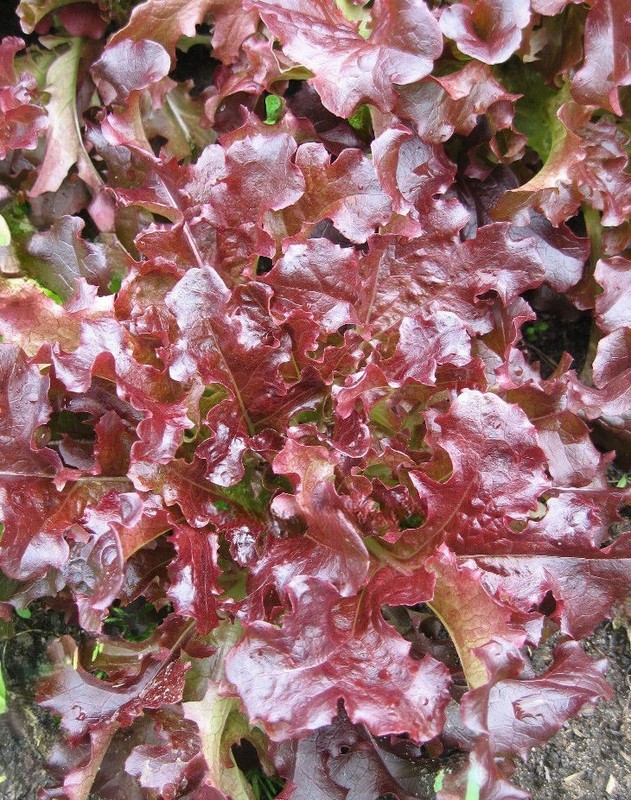 2g Fresh New Harvested Oakleaf Red Leaf Premium Lettuce Seeds-A 87 gallery
