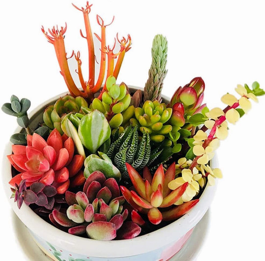 10 Assorted Succulent Cuttings Clippings for Dish Garden Terrariums Mini Fairy gallery